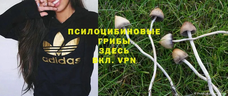 Псилоцибиновые грибы GOLDEN TEACHER  Дорогобуж 